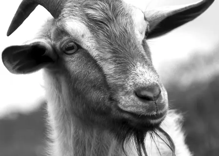 Διαμέρισμα La Barca 